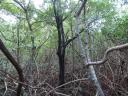 West Lake Trail - Everglades