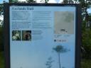Pineland Trail - Everglades